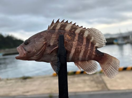 アナハゼの釣果