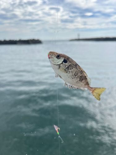 アイゴの釣果