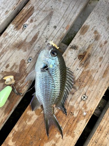クロスズメダイの釣果