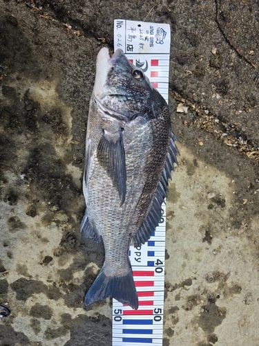 チヌの釣果