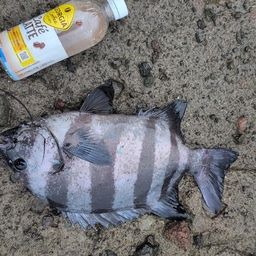 イシダイ