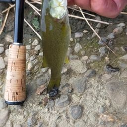 スモールマウスバス