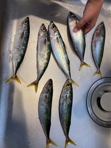 サバの釣果
