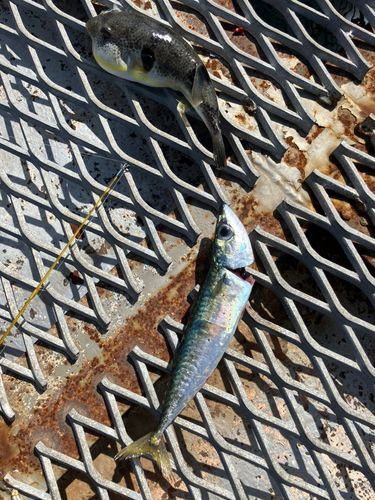 サバの釣果