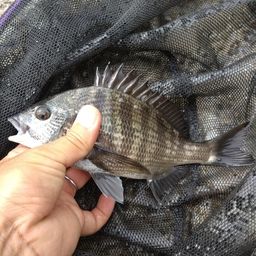 クロダイ