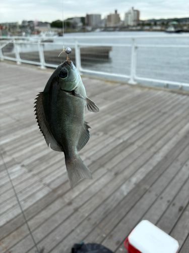 メジナの釣果