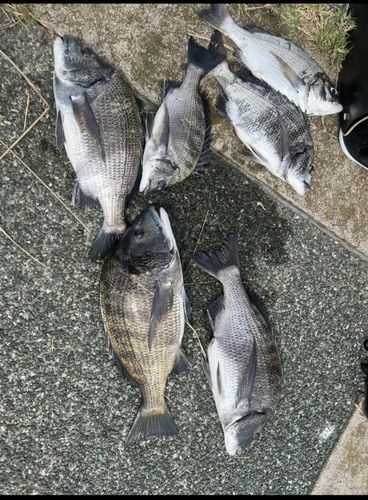 クロダイの釣果