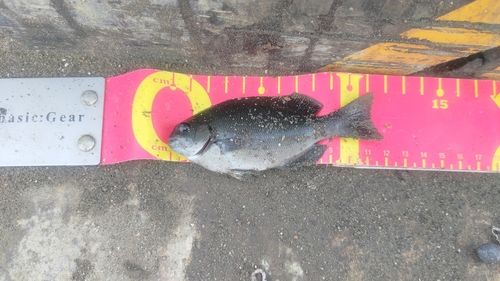 メジナの釣果