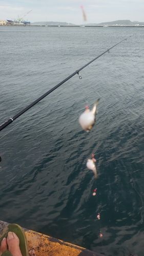 クサフグの釣果