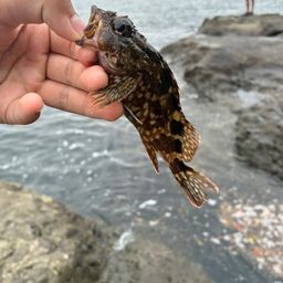 カサゴ