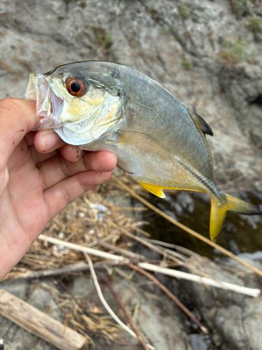 ギンガメアジの釣果