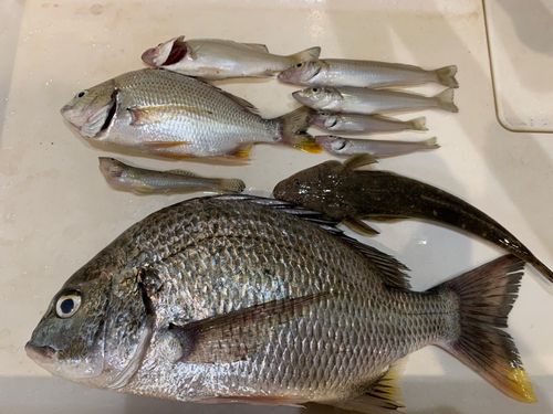 キビレの釣果