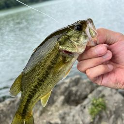 ラージマウスバス