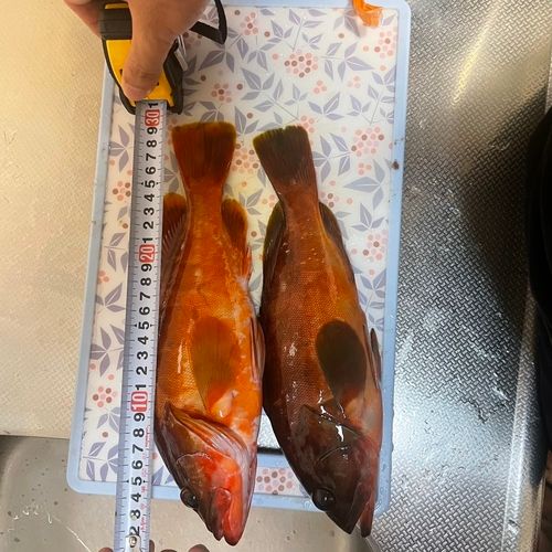 アカハタの釣果