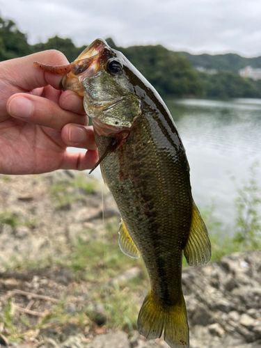 ラージマウスバスの釣果