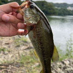 ラージマウスバス