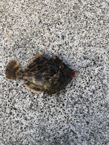 カワハギの釣果