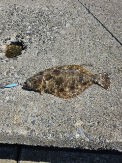 ヒラメの釣果