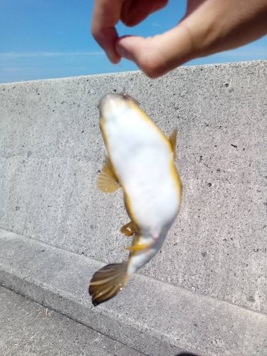フグの釣果