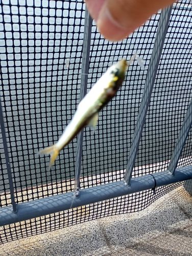 サッパの釣果