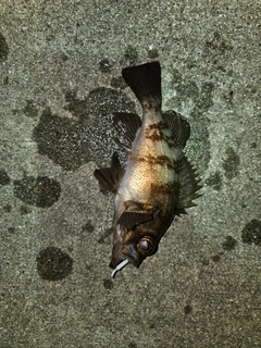 メバルの釣果