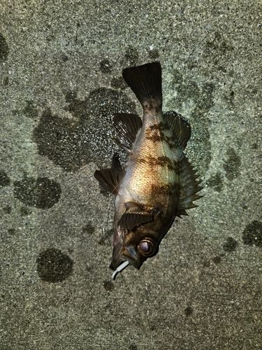 メバルの釣果