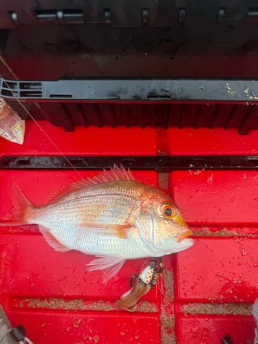 レンコダイの釣果