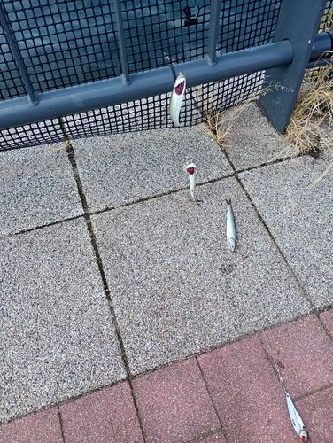 カタクチイワシの釣果