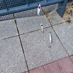 カタクチイワシ