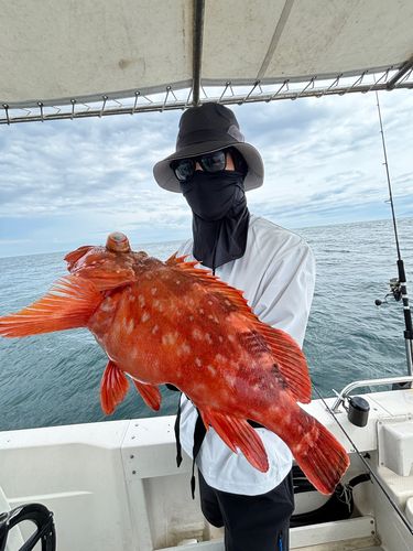ウッカリカサゴの釣果