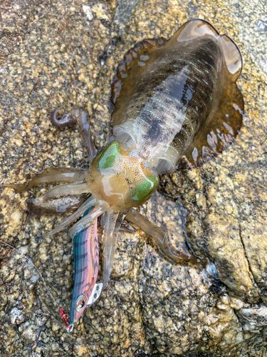 アオリイカの釣果