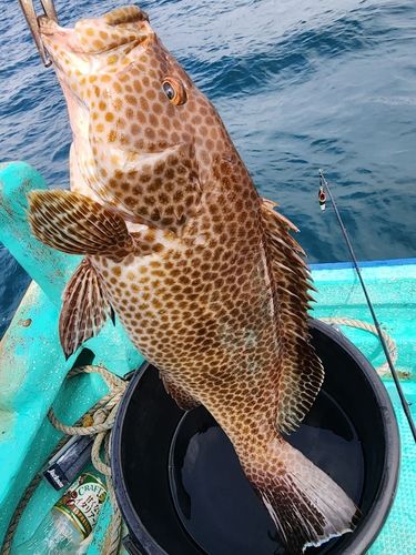 オオモンハタの釣果