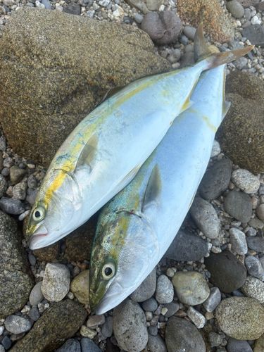ヤズの釣果