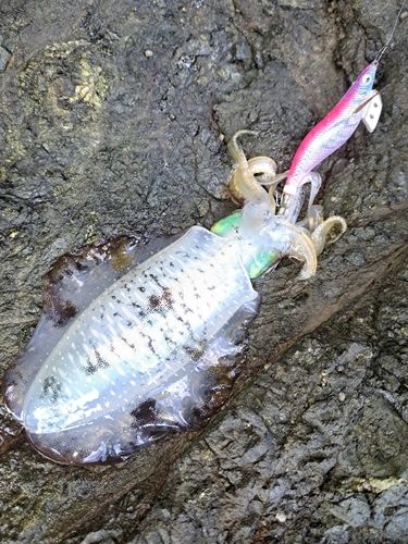 舞鶴湾