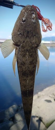 マゴチの釣果