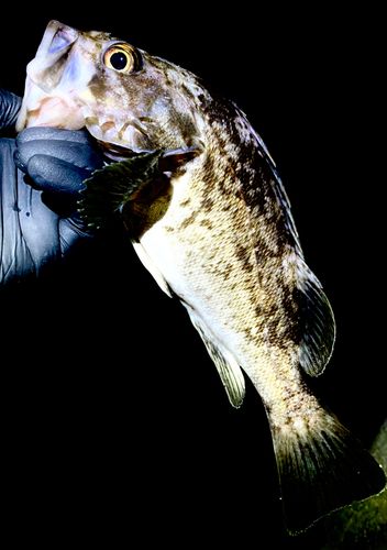 クロソイの釣果