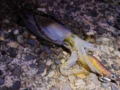 アオリイカの釣果