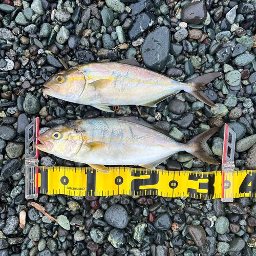 ショゴの釣果