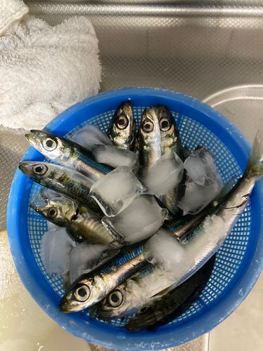 ウルメイワシの釣果
