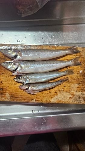 シロギスの釣果