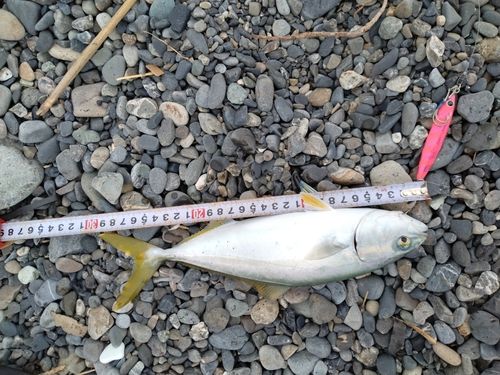 ワカシの釣果