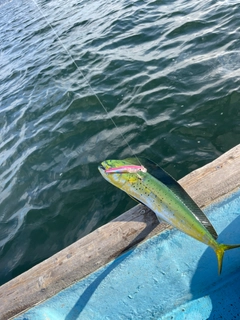 シイラの釣果