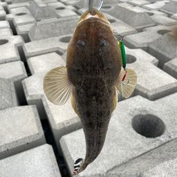 マゴチ