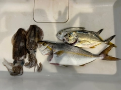 ネリゴの釣果
