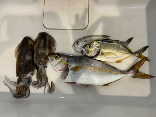 ネリゴの釣果