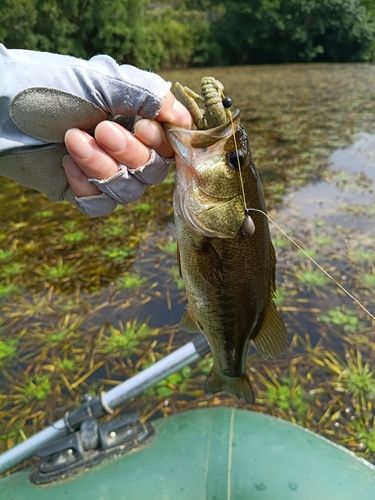 ブラックバスの釣果