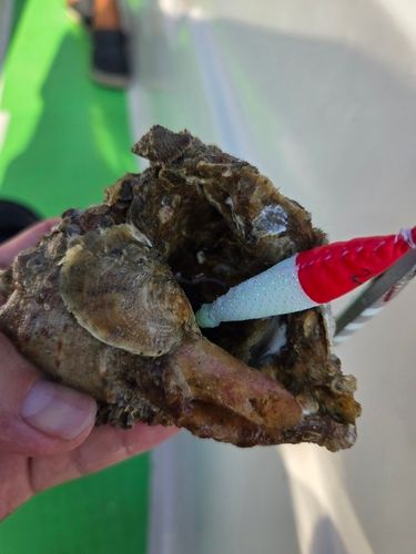 イイダコの釣果