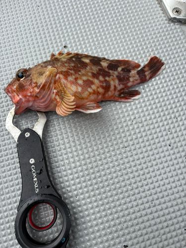 アラカブの釣果