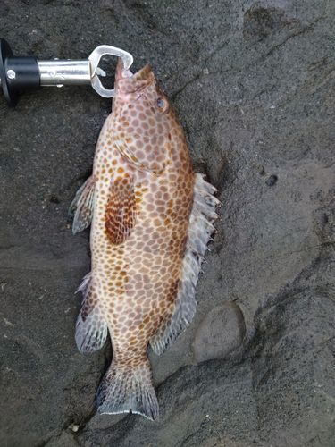 オオモンハタの釣果