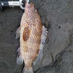 オオモンハタ